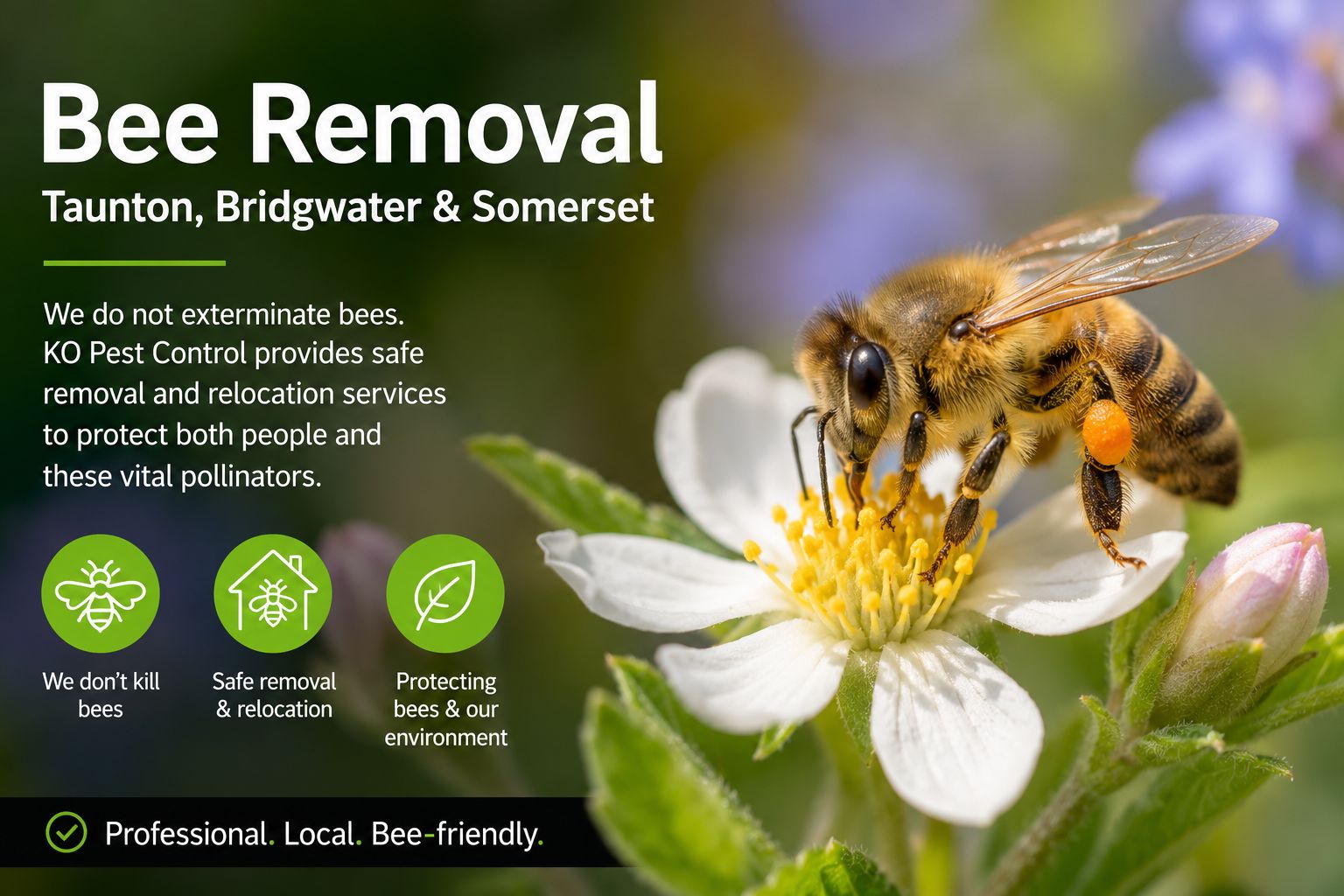 Bee Removal in Taunton, Bridgwater & Somerset