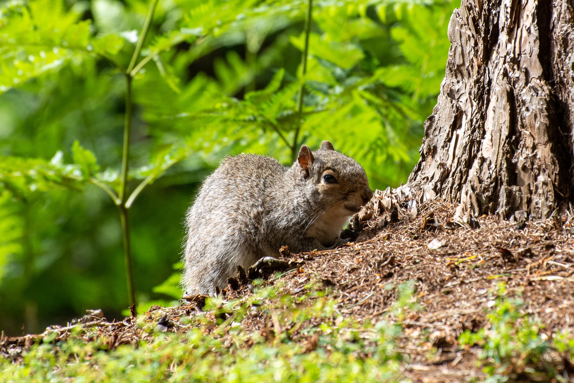 Squirrel Droppings