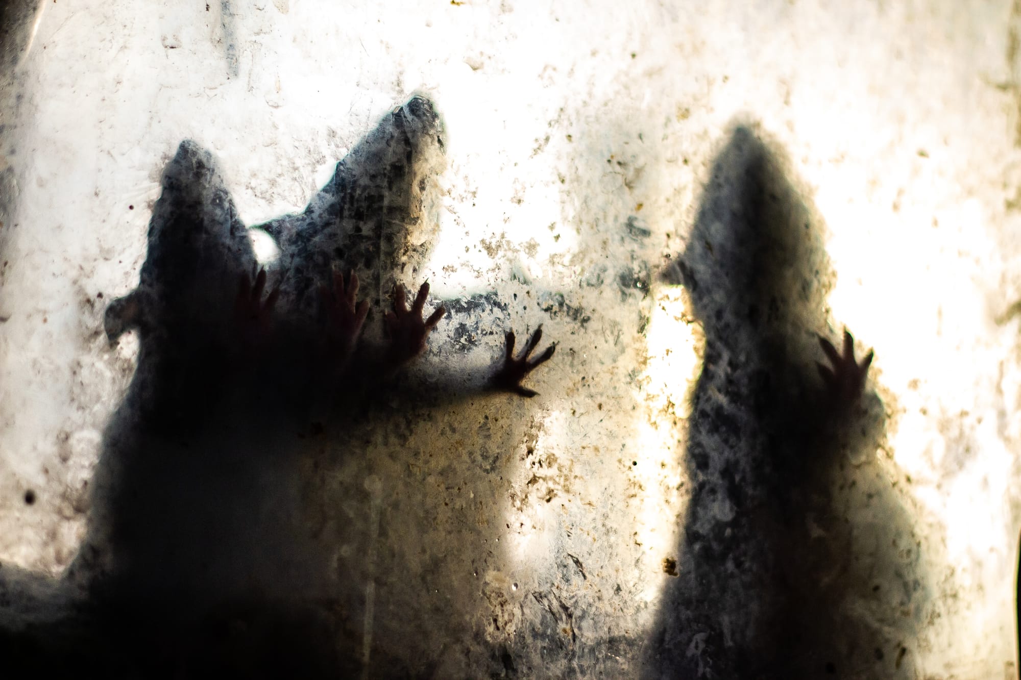 Top 10 Signs You Need Rodent Extermination, Plus What to Do Next