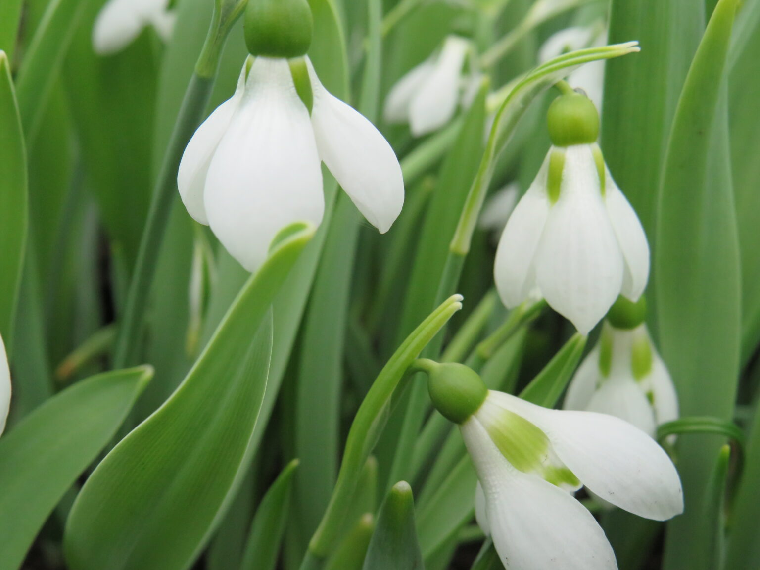 Snowdrop Flower Essence