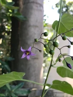 The Healing Balm of Poison: Bittersweet Nightshade (chanelled) Essence