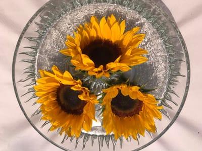 Sunflower Shining: Sunflower Flower Essence