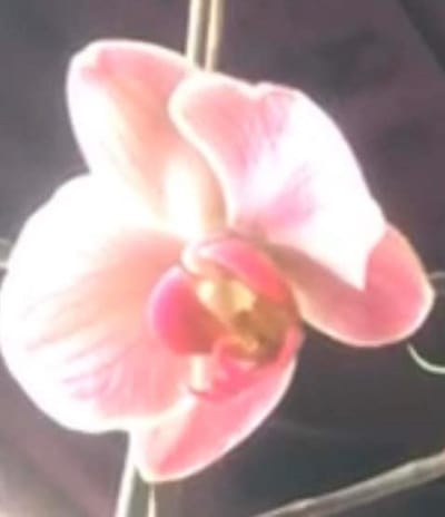 The Joy of Release! Purple Orchid Flower Essence