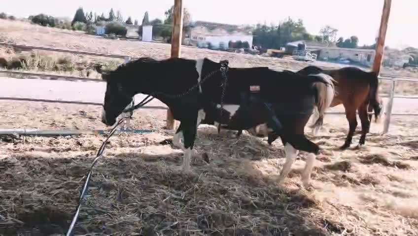 The Equiband Pro System – Equicore Concepts thumbnail