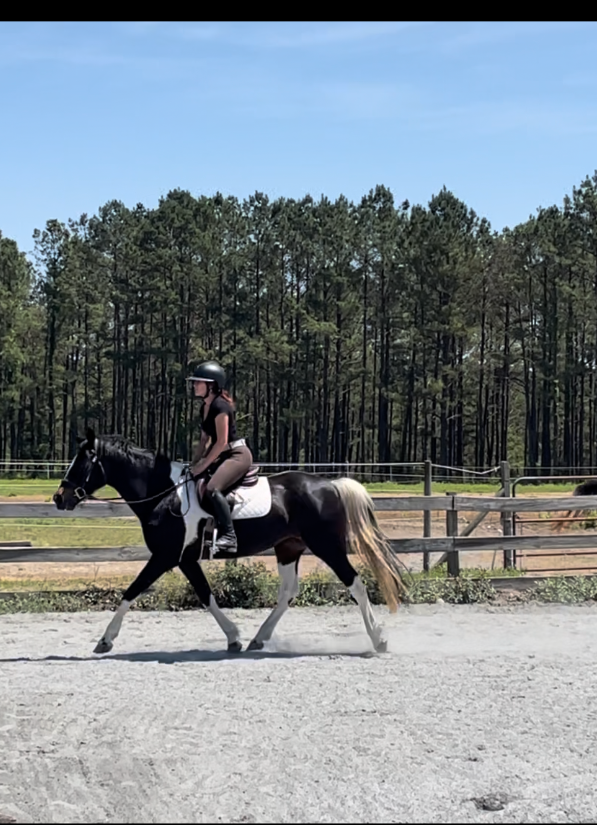 SOLD Pippy- 14 YEAR OLD OLDENBURG, IRS, PINTO PONY ELIGIBLE GREEN
