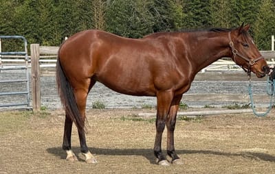 Lawrences HotRod- Mid 4 figures