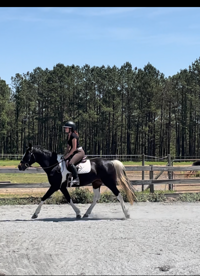 SOLD Pippy- 14 YEAR OLD OLDENBURG, IRS, PINTO PONY ELIGIBLE GREEN