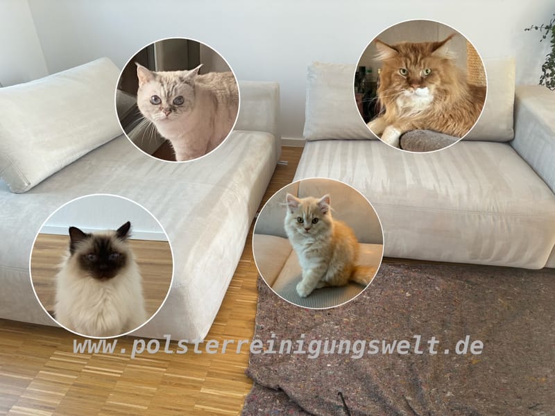 Polsterreinigungswelt in Leipzig-Plagwitz