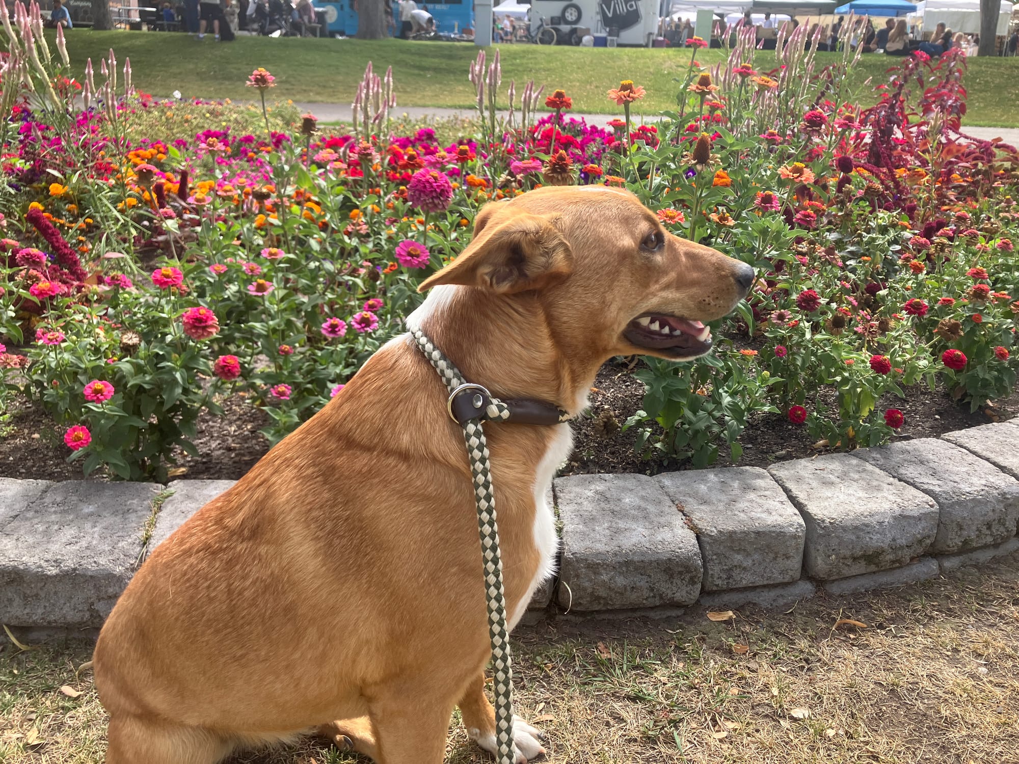 Sweet Oliver enjoyed the flowers at the Idaho Falls Saturday Market.