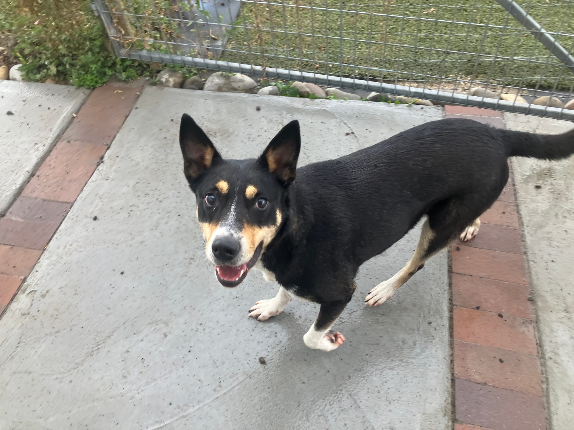 Nala, a Cattle dog is from an out of state shelter. She will be up for adoption very soon.