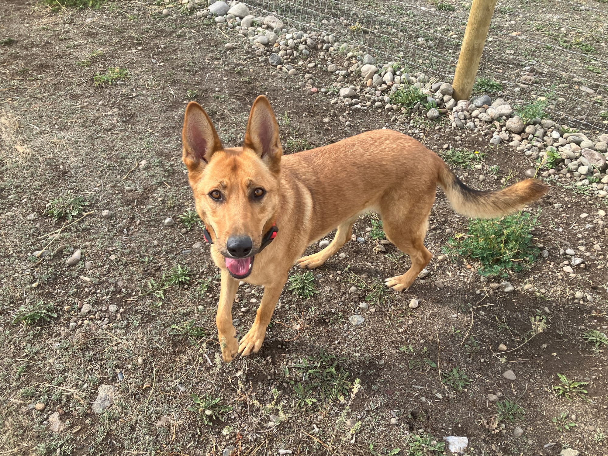 Spidey is a German Shepherd mix, also from an out of state shelter, will be up for adoption soon!