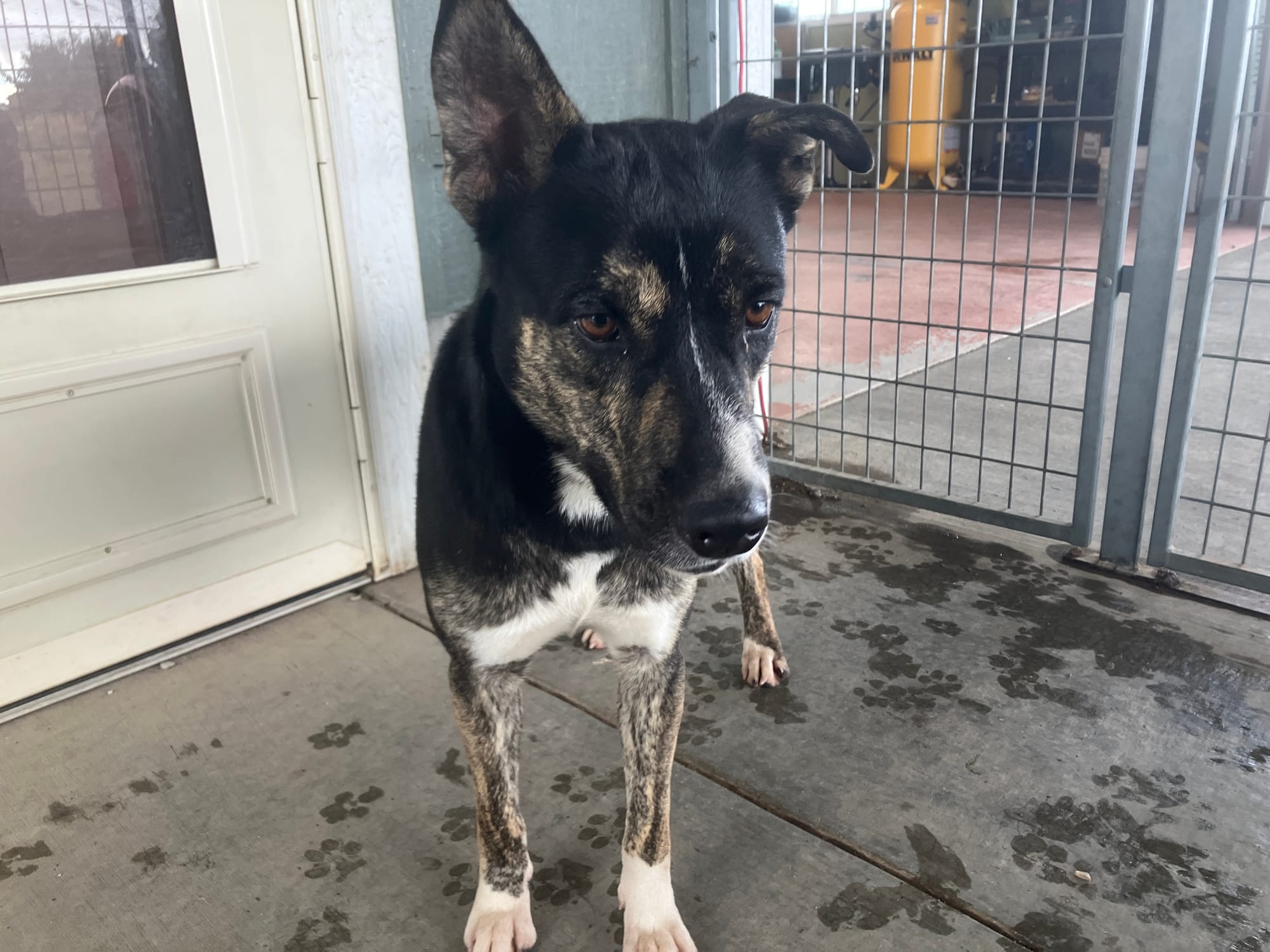 Nina, a German Shepherd mix, a third from an out of state shelter, will be up for adoption soon!