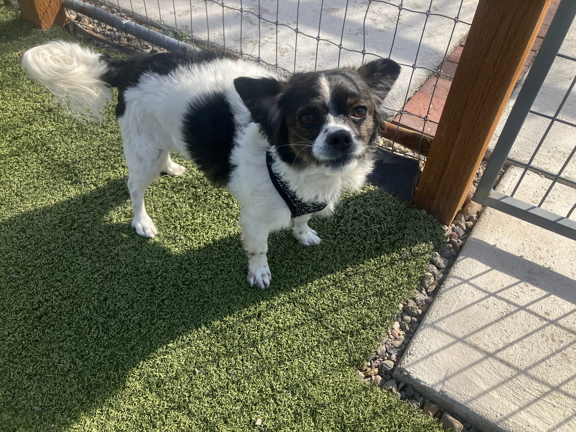 Pepper, a King Charles Cavalier mix, is up for adoption!