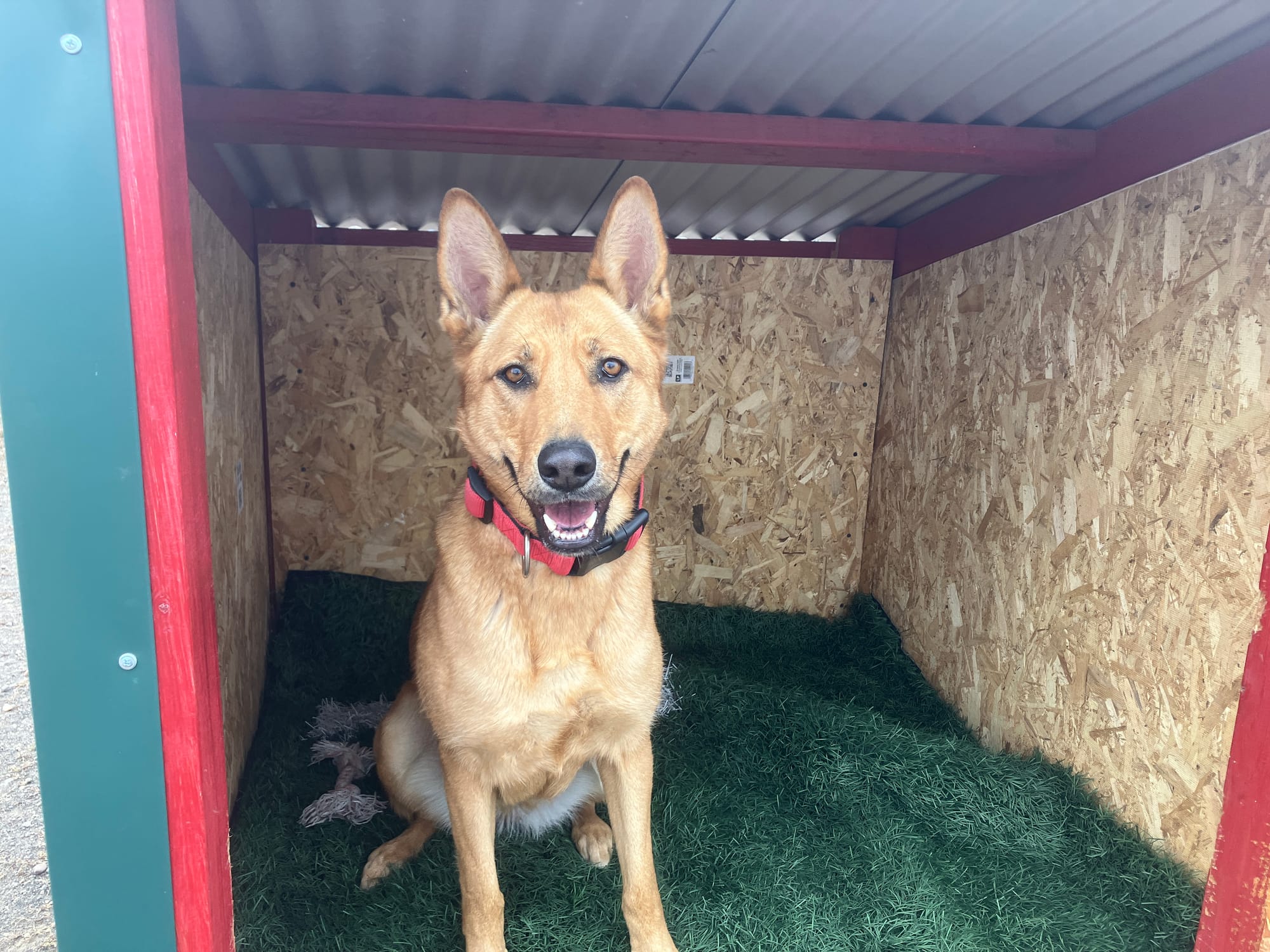 Sandy, a two year old G. Shep. Malinois mix is up for adoption!