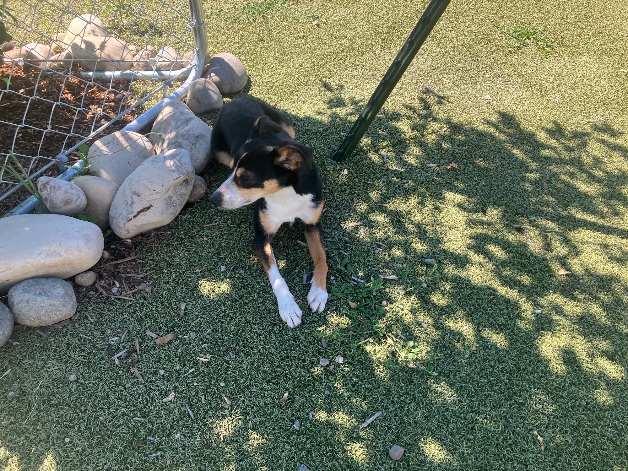 Kermit is a 1 1/2 year old, 15 lb Rat Terrier, ready for adoption!