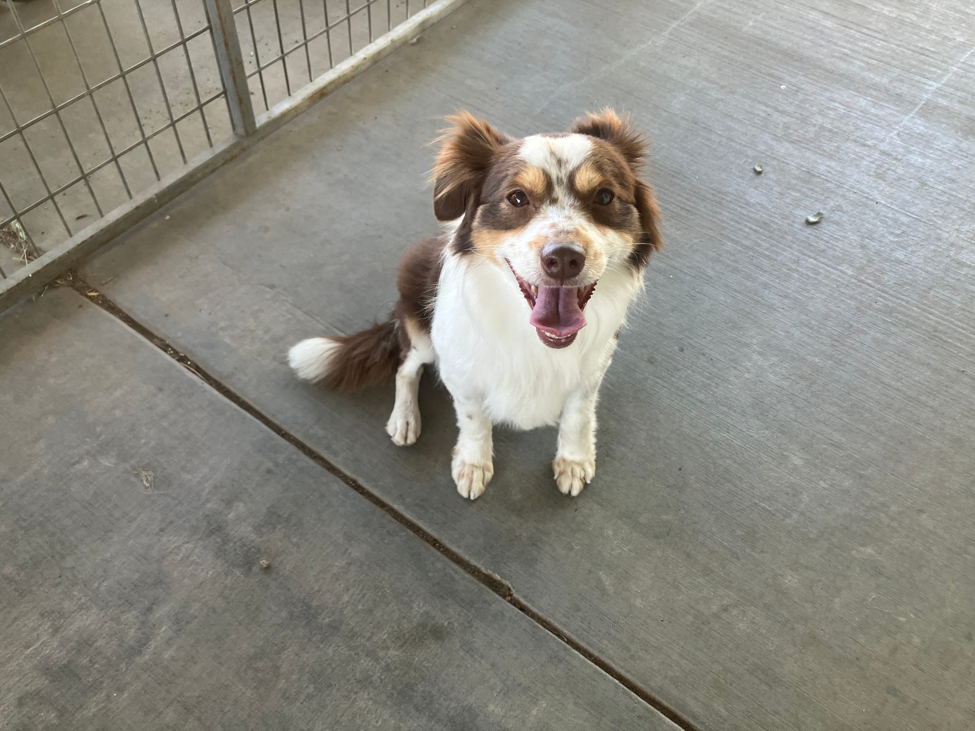 Gonzo is a 3 year old, 18lb Minnie Aussie who is up for adoption!