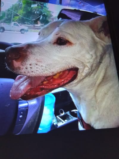 LegalMania-Para-Legal Services image