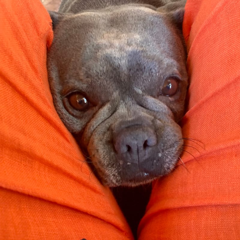 Tiere  |  © Almut Adler