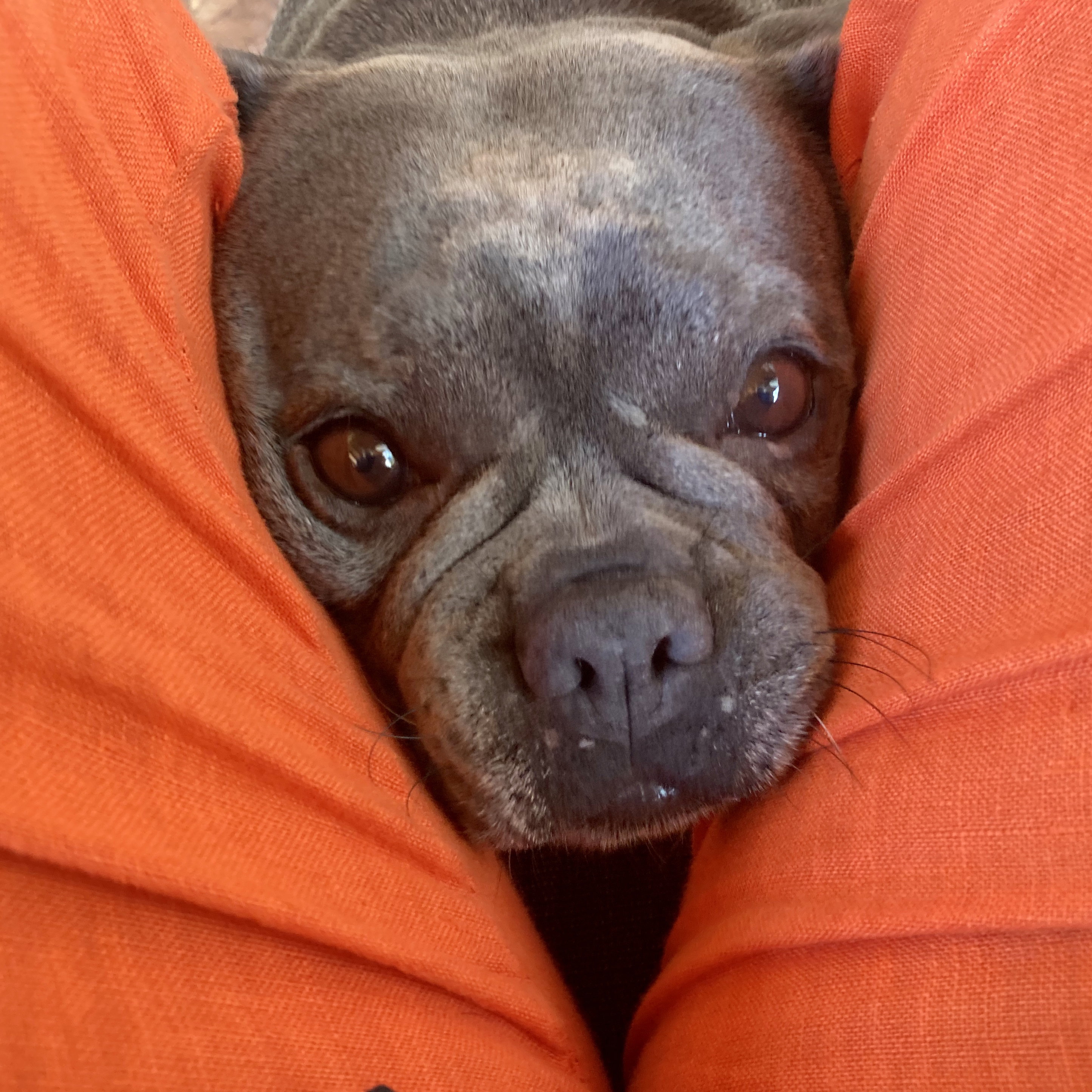 Animals |  Almut Adler