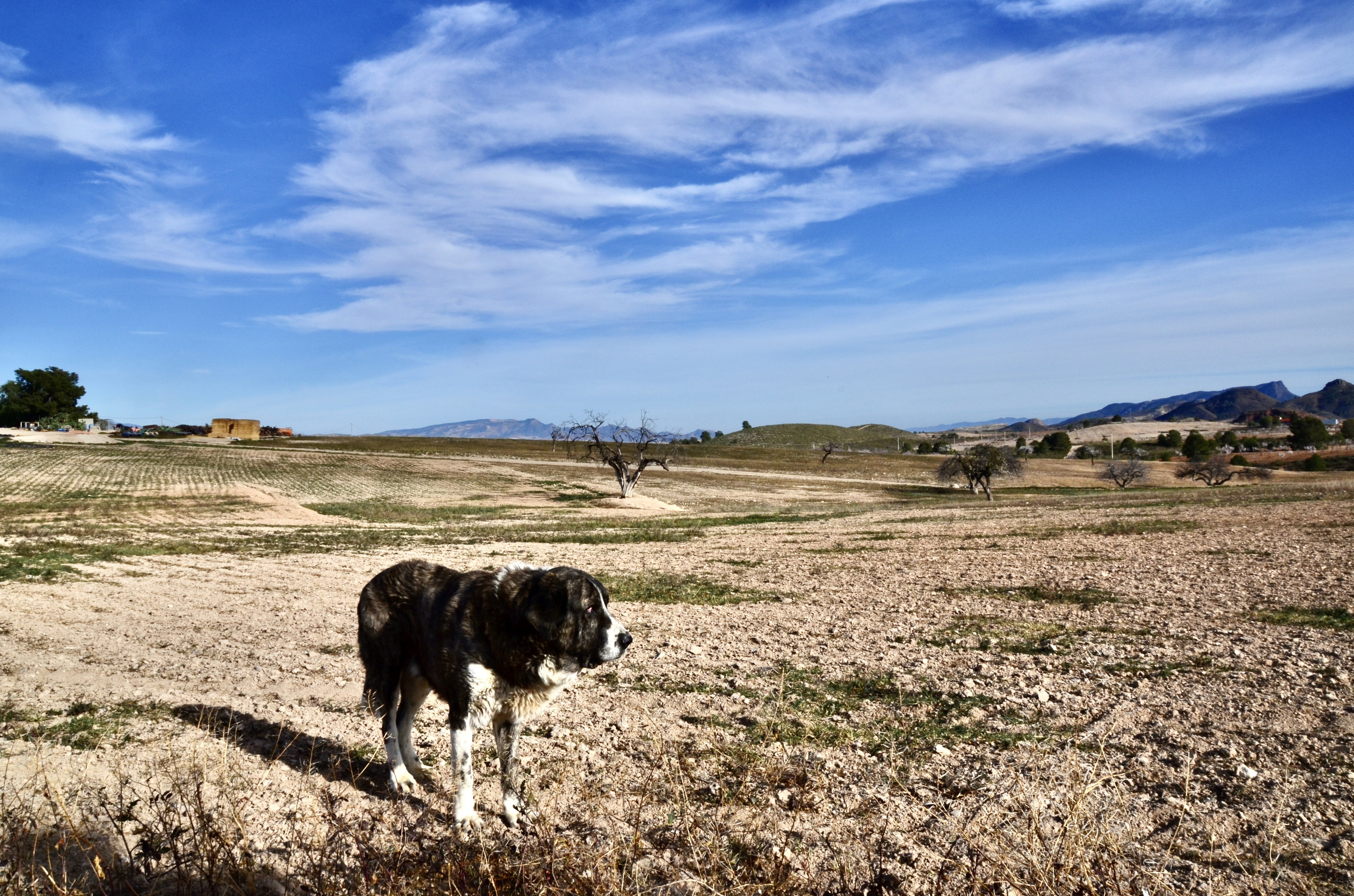 Animals |  Almut Adler