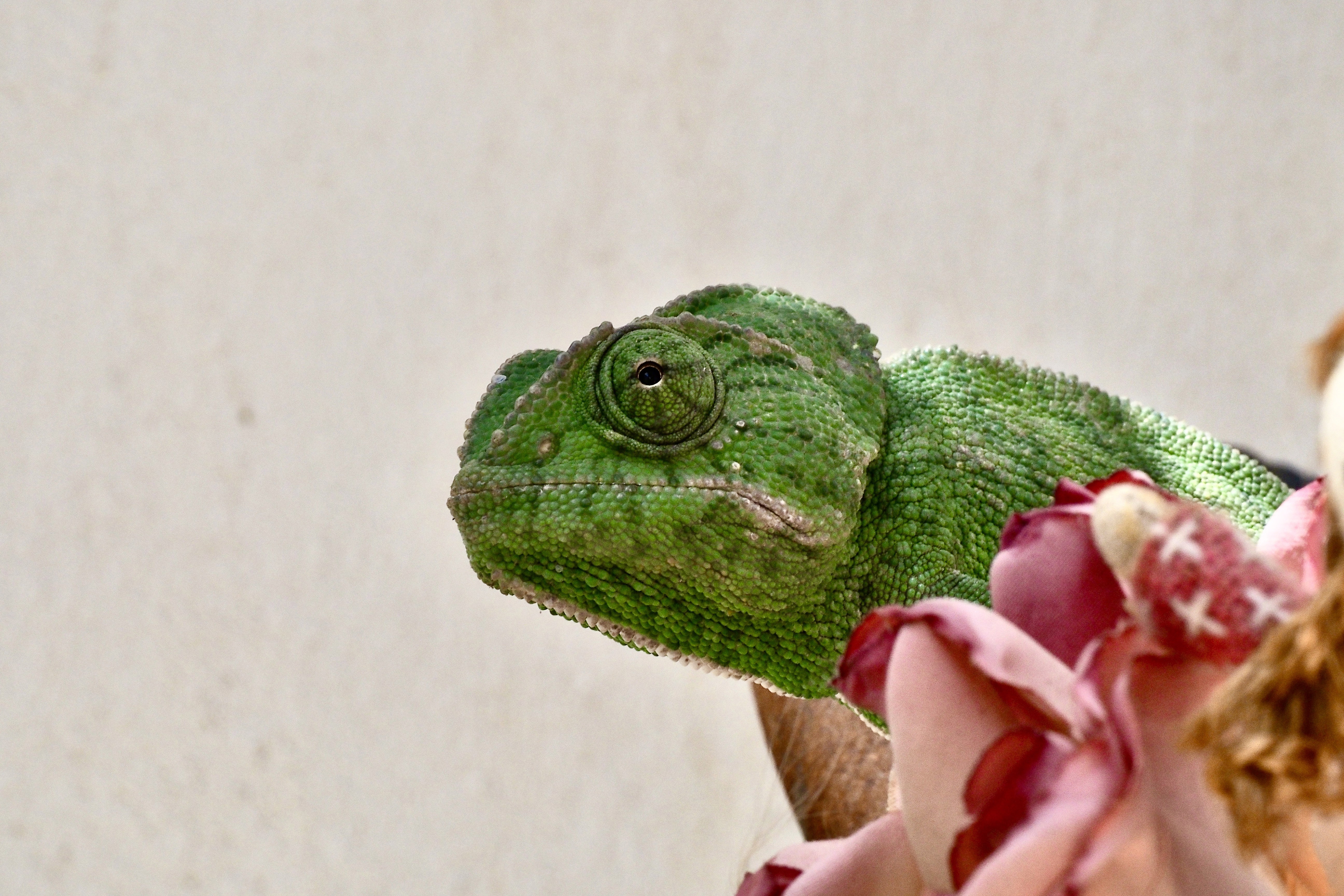 Animals |  Almut Adler