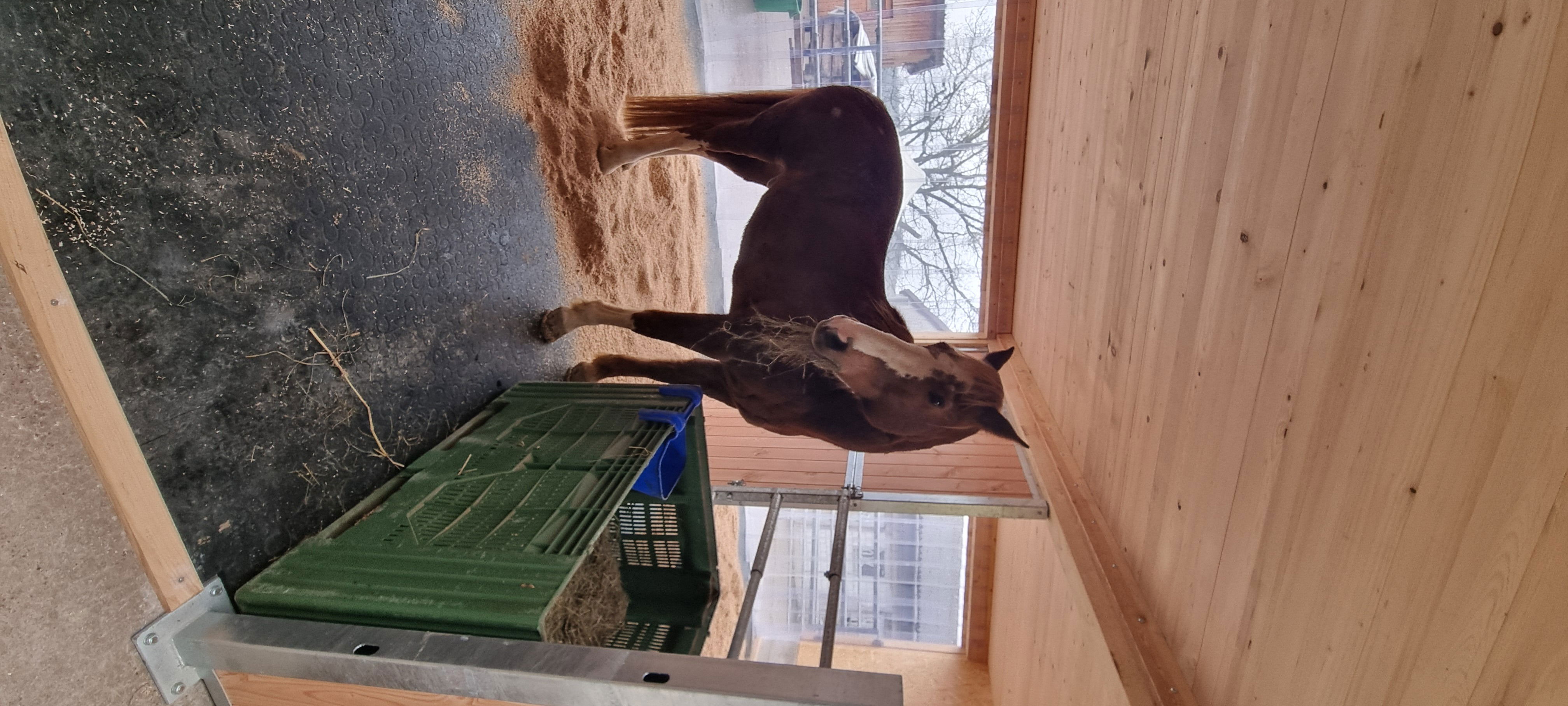 Boxe rechte Seite 16 m2