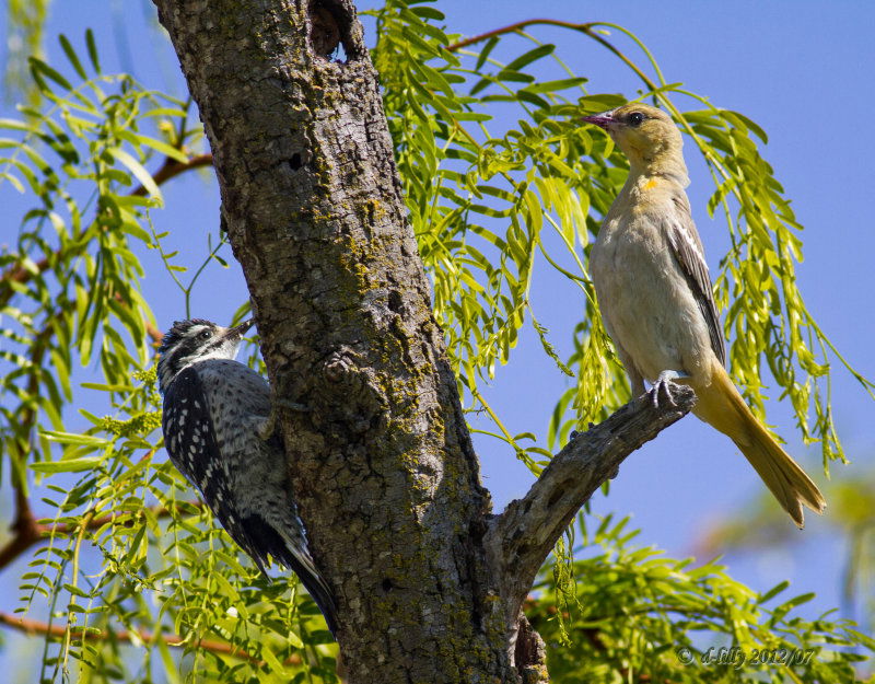 Bird Walk at Lake Chabot