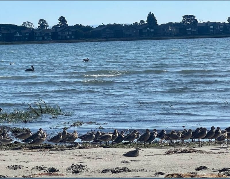Shorebird Viewing in Alameda