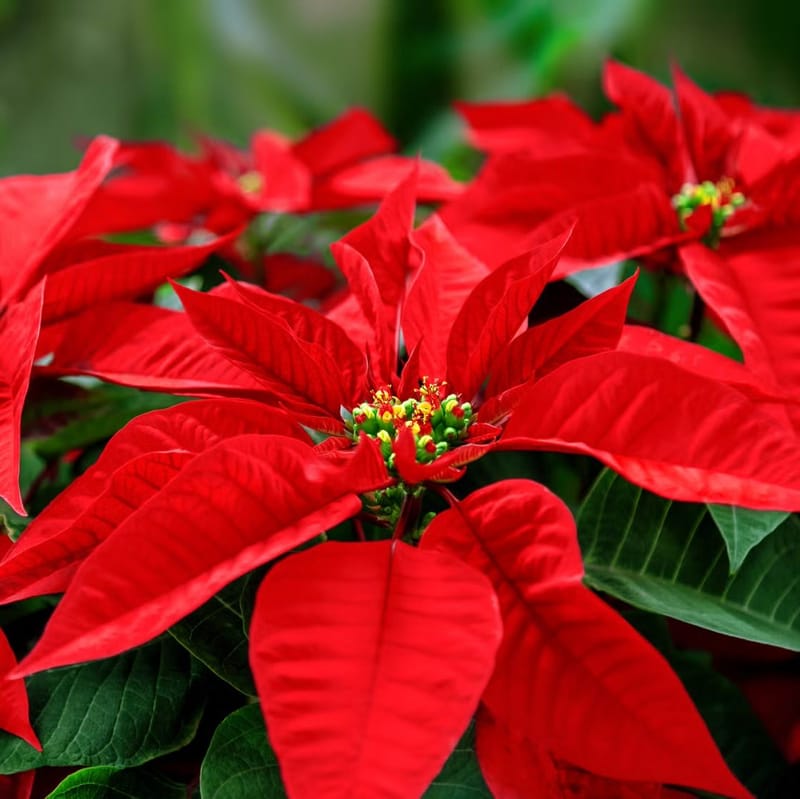 Open House & Poinsettia Sale Fundraiser