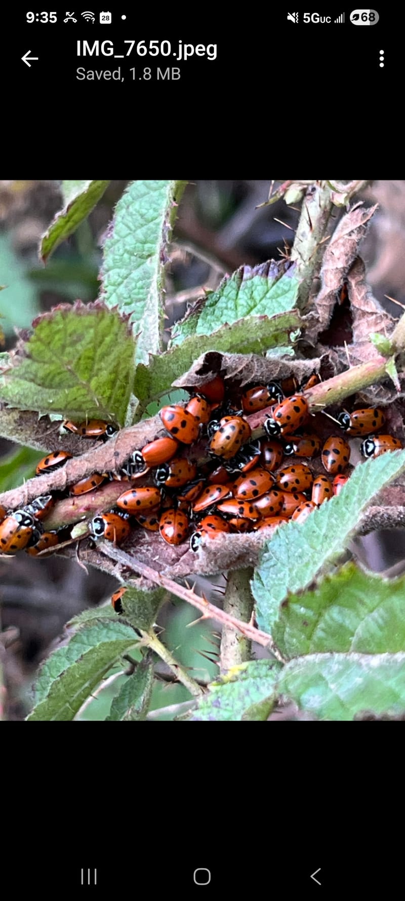 Ladybugs in Redwood Regional Park