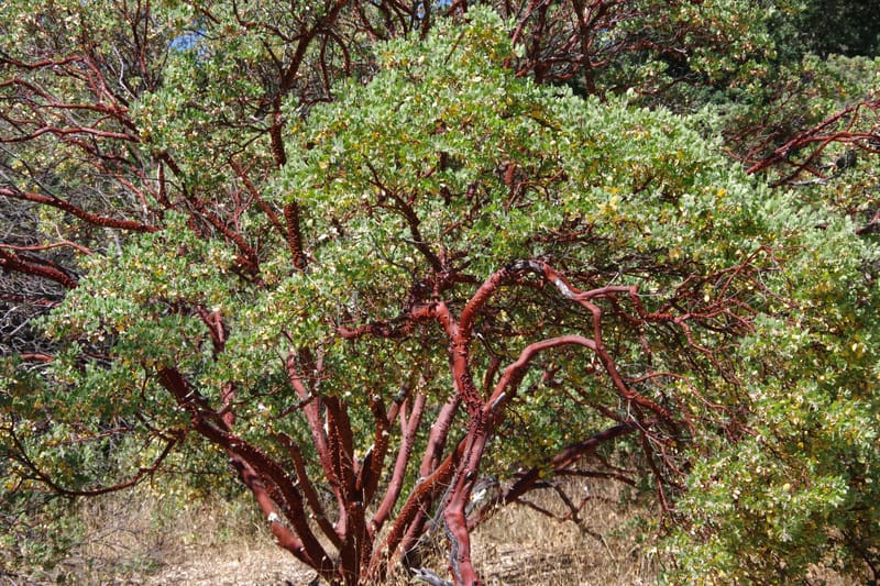 Regional Parks Botanical Garden Excursion