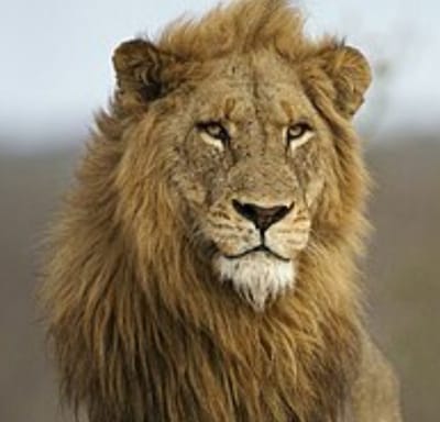 איך להיות חזק, איך לעמוד בעומס של 16 שעות!!!! עבודה ביום