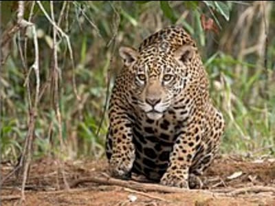 כשאתה רעב, רעב פותח לך דלתות