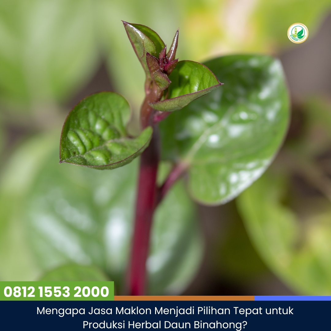 Mengapa Jasa Maklon Menjadi Pilihan Tepat untuk Produksi Herbal Daun Binahong
