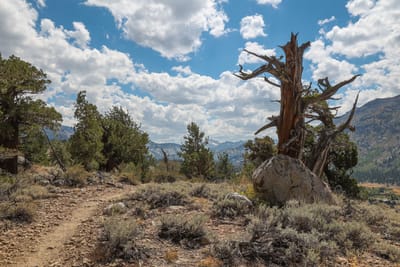 Surviving and Thriving in Your Wilderness