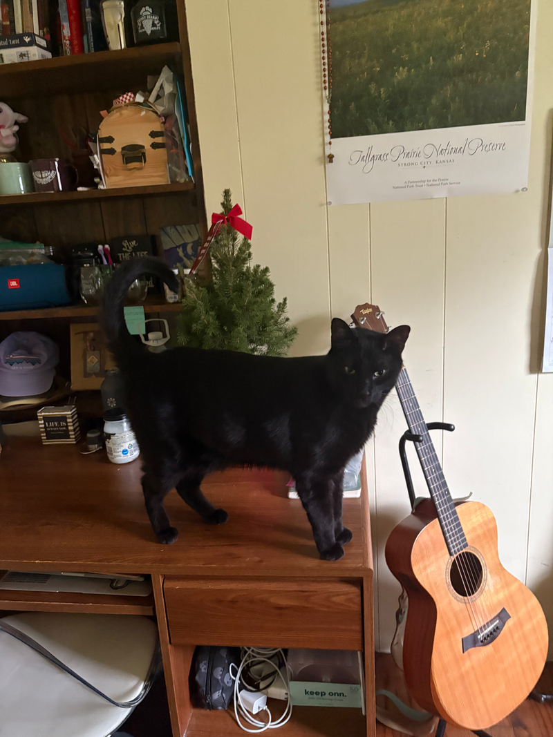 Homemade Cookies 🍪 (Nov 2025)