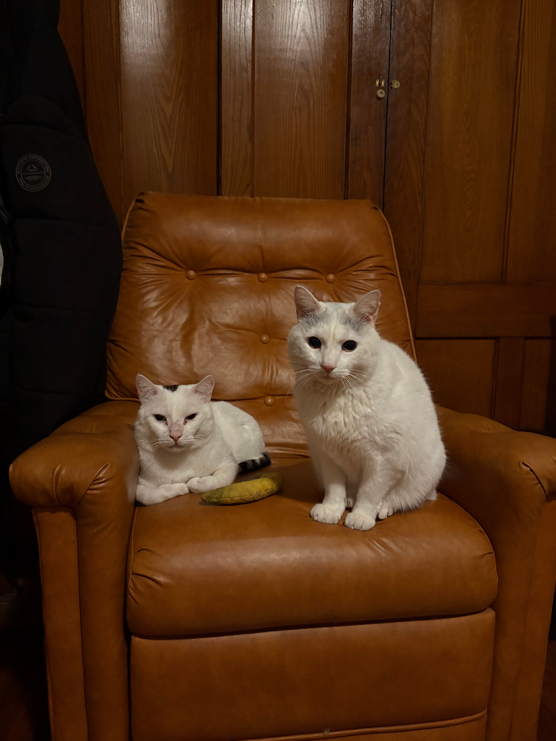 Songs about Birds and Cats