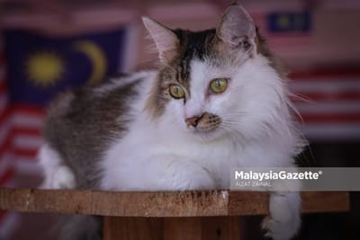 891) PPIM PERJELAS ISU MAKANAN KUCING DIDAKWA BERASASKAN BABI - MALAYSIA GAZETTE - 11/10/2025