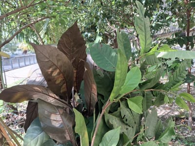 1051) AKTIVITI | SIRI MINGGU KE-40: BERKEBUN DI KEBUN BANDAR VILLA PUTERI – PPIM - 28/02/2026