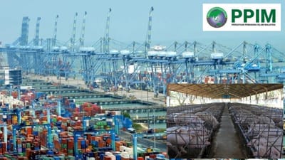 1280) AFTER HALAL, NON-HALAL WASTE BROUHAHA, MAYBE PORTS NEED SIMILAR DIVISIONS TO HANDLE LIVE HOG IMPORTS - FOCUS MALAYSIA - 17/08/2026