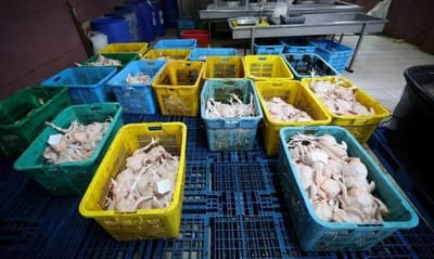 1413) PUSAT SEMBELIHAN AYAM PERLU DIPANTAU KETAT - PPIM - BERITA HARIAN - 31/10/2026