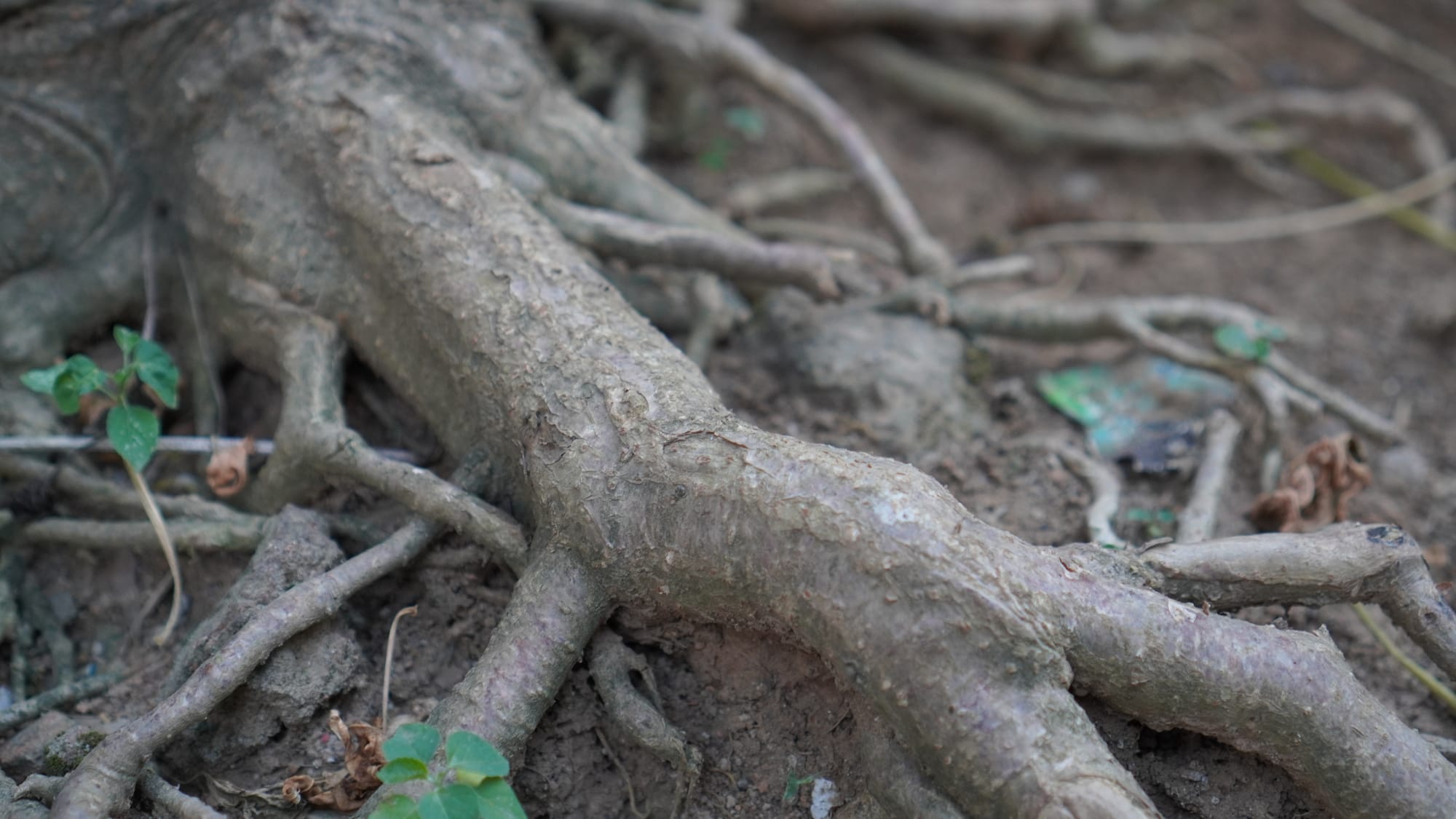 Root of Bitterness