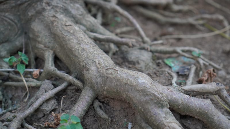 Root of Bitterness