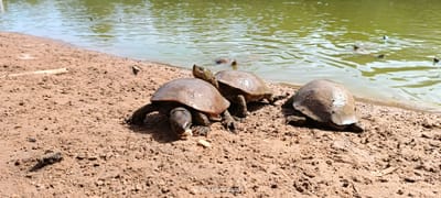 Les Tortues de Massa