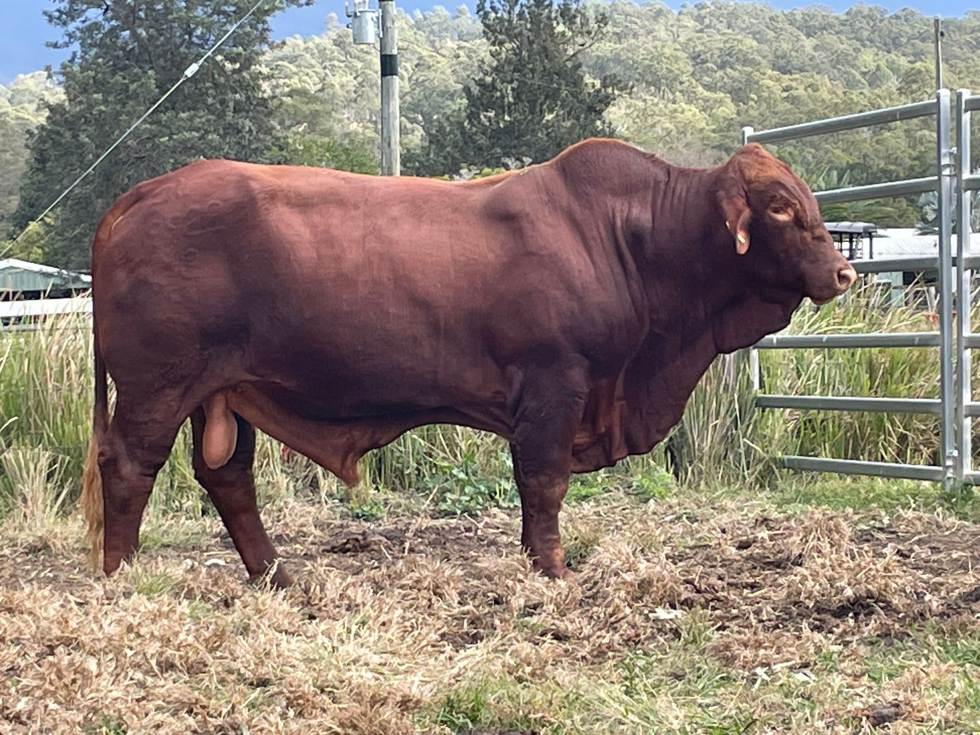 Glenlands D Emperor in 2025 wearing his working clothes.