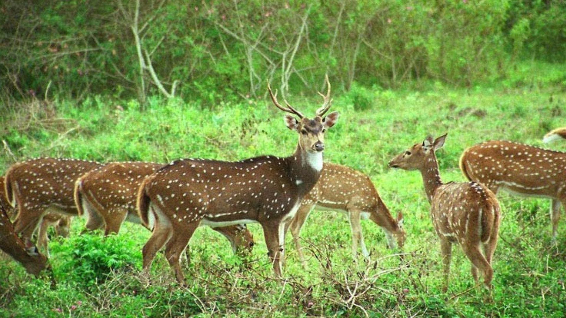 Nanda Devi National Park