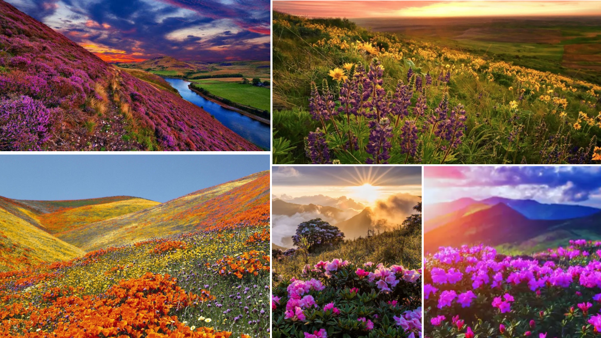 Valley of flowers Uttarkahand image