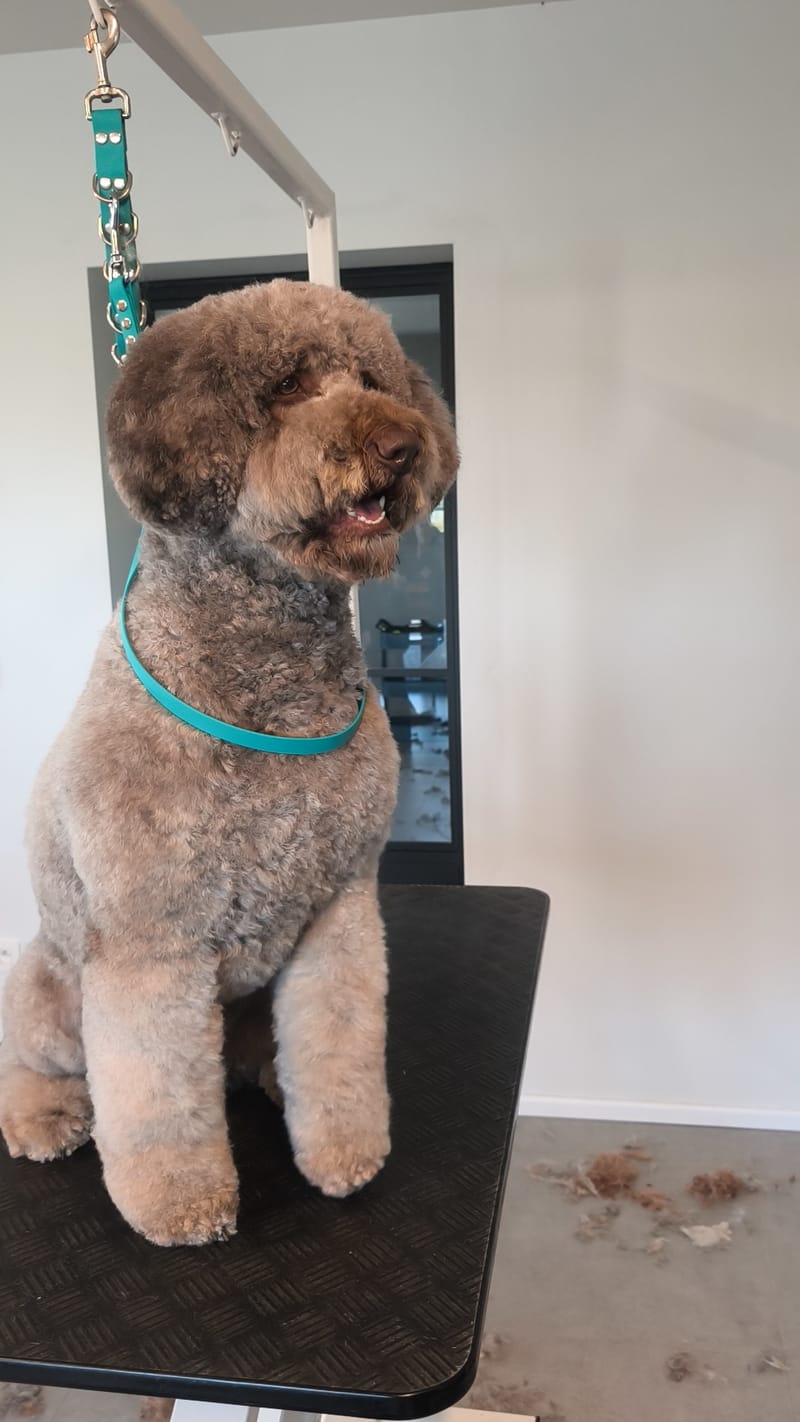 Specialisatie in Doodles