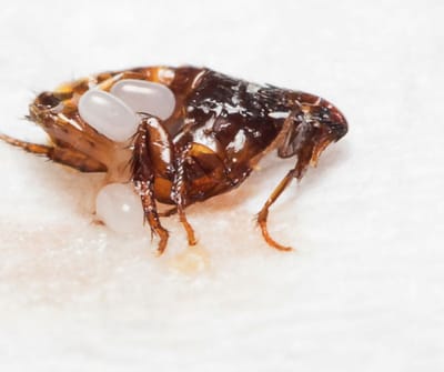 شركة مكافحة البق بالرياض