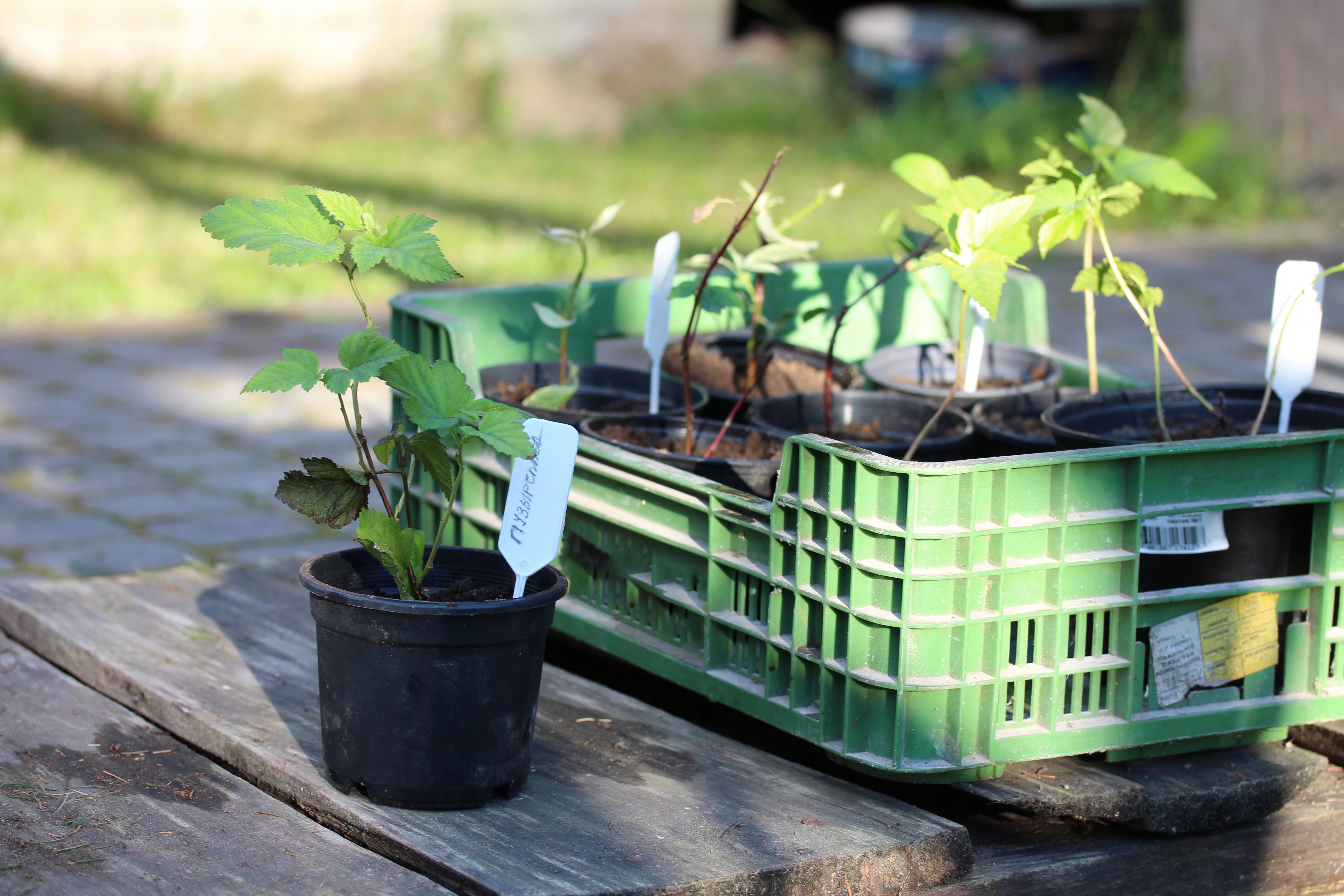 Label printers - labels on rolls for agriculture and nurseries